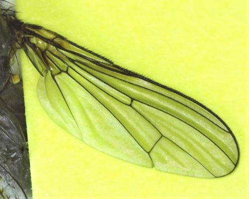 Ceratinostoma ostiorum